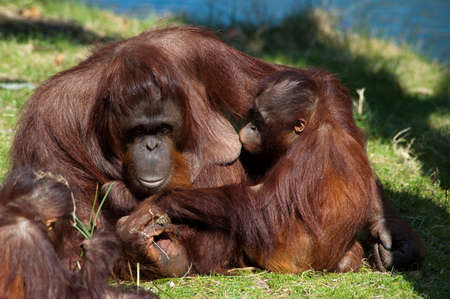 orangutan giving milk to her babyの写真素材