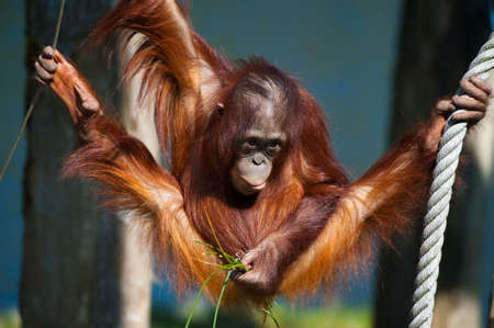 cute orangutan having funの写真素材