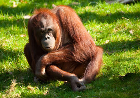 cute orangutan on the grassの写真素材