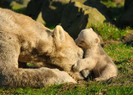 close-up of a polar bear and her cute cubの写真素材