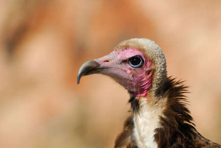 Close-up of a Hooded Vulture, Necrosyrtes monachusの写真素材