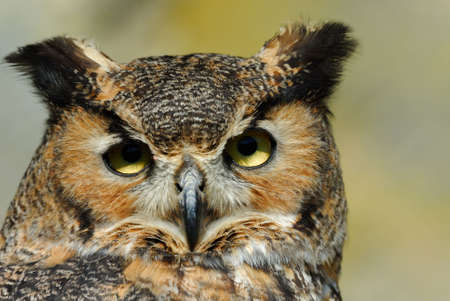close-up of a beautiful Eagle Owl (bubo bubo)の写真素材