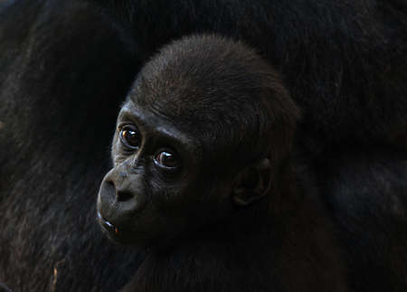 close-up of a a cute baby gorillaの写真素材