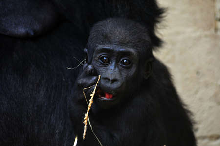 close-up of a a cute baby gorillaの写真素材