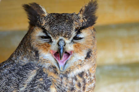 close-up of a beautiful Eagle Owl (bubo bubo)の写真素材