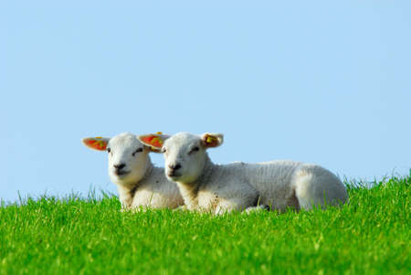 cute lambs in spring, The Netherlandsの写真素材