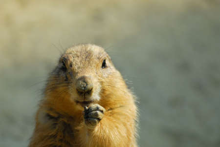 close-up of a cute prairie dogの写真素材