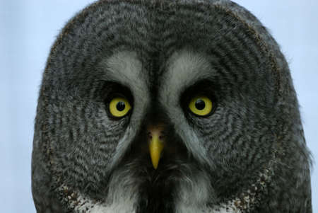 close-up of a Great Grey Owl or Lapland Owl (Strix nebulosa)の写真素材