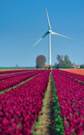 tulips and wind turbine in the Netherlandsの写真素材