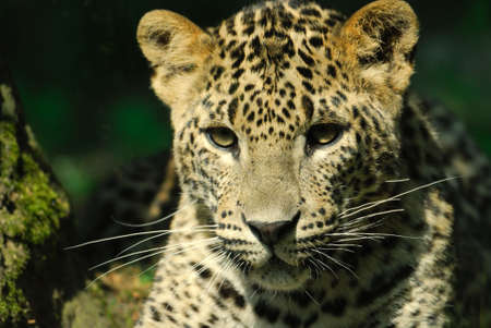 Sri Lanka Leopard (Panthera pardus kotiya)の写真素材
