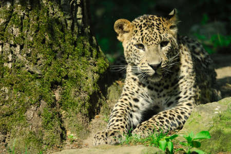 Sri Lanka Leopard (Panthera pardus kotiya)の写真素材