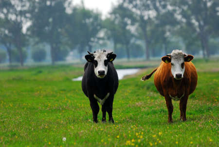 Cows on on farmland in the Netherlandsの写真素材