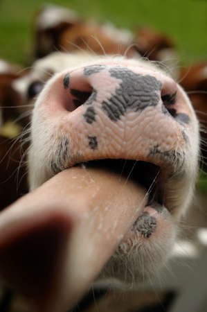 Close-up of a funny cow on on farmland in the Netherlandsの写真素材