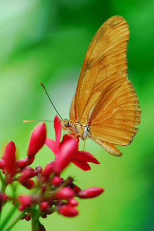Julia Butterfly or Julia Heliconian on a flower (Dryas julia)の写真素材