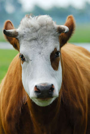 Close-up of a funny cow on on farmland in the Netherlands