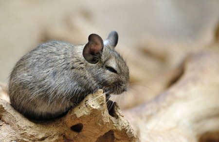 Cute chinchilla (Chinchilla lanigera)の写真素材
