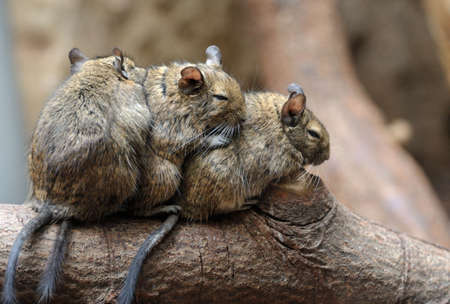 Cute chinchilla (Chinchilla lanigera)の写真素材