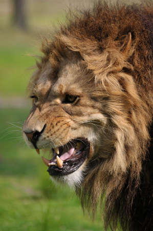 Close-up of a big angry African male lionの写真素材