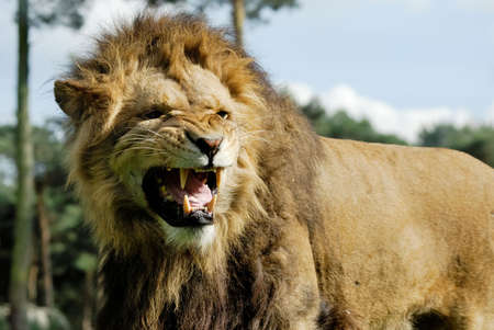 Close-up of a big angry African male lionの写真素材
