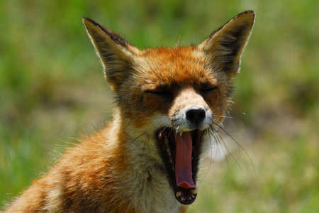 A beautiful fox (Vulpes vulpes) showing its teeth  in the sand dunes of the netherlandsの写真素材
