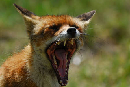 A beautiful fox (Vulpes vulpes) showing its teeth  in the sand dunes of the netherlandsの写真素材