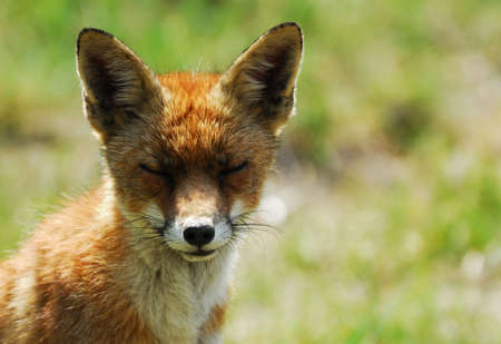 A beautiful fox (Vulpes vulpes) in the sand dunes of the netherlandsの写真素材