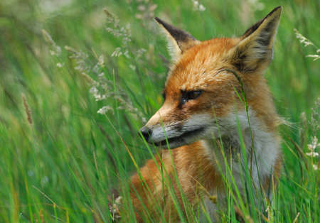 A beautiful fox (Vulpes vulpes) in the sand dunes of the netherlandsの写真素材
