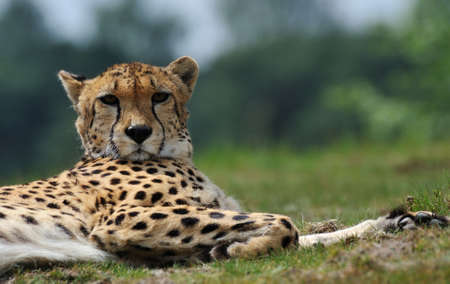 close-up of a beautiful cheetah (Acinonyx jubatus)の写真素材