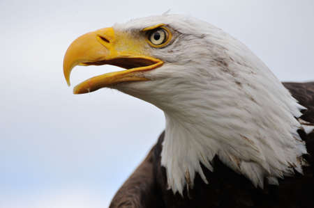 close-up of an american bald eagle の写真素材