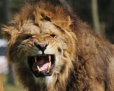 Close-up of a big angry African male lionの写真素材