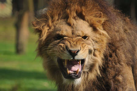 Close-up of a big angry African male lionの写真素材