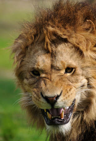 Close-up of a big angry African male lionの写真素材
