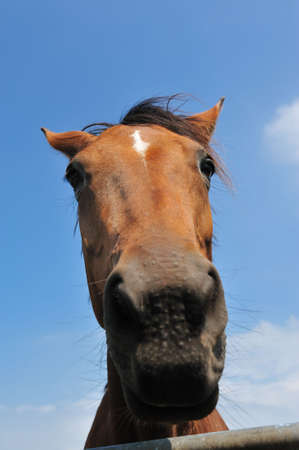 Funny image of a brown horse with a blue sky backgroundの写真素材