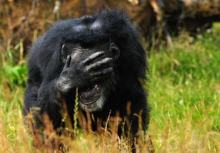 close-up of a chimpanzee (Pan troglodytes)の写真素材
