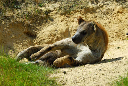 Close-up of a spotted hyenaの写真素材