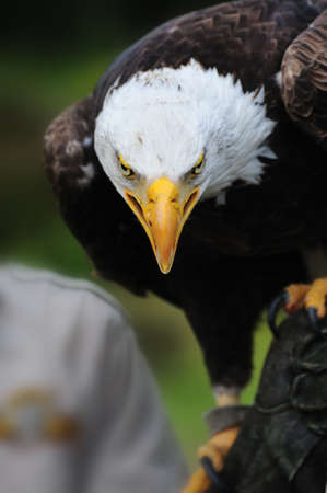 portrait of a American bald eagleの写真素材