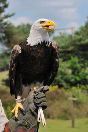 portrait of a American bald eagleの写真素材