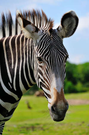 close-up of a beautiful zebraの写真素材