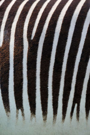 photo of a zebra skinの写真素材
