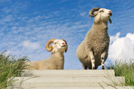 sheep on top of the dike in the Netherlands の写真素材