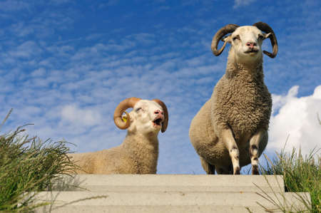 sheep on top of the dike in the Netherlands の写真素材
