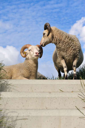 sheep on top of the dike in the Netherlands の写真素材