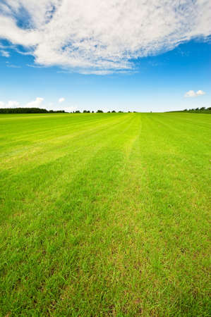 Summer background with fresh green grass and bright blue sky の写真素材