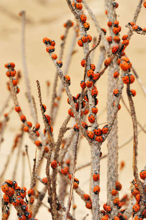 tree full of ladybugs taken in Rubjerg Knude, Denmarkの写真素材