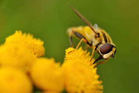 macro of a hoverfly on a yellow flower in summer(Syrphidae)の写真素材