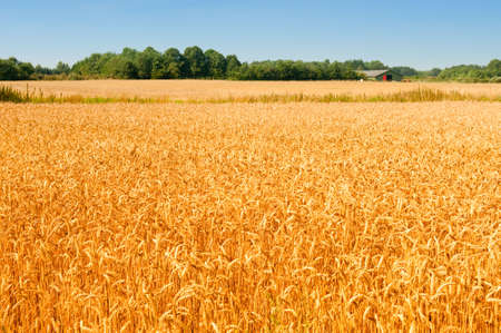 wheat field in Denmarkの写真素材