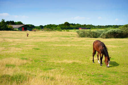 Horses on farmland in summer , Denmarkの写真素材