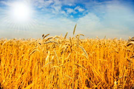 wheat field in Denmarkの写真素材