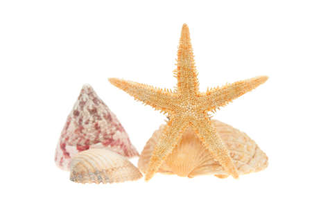 sea shells and starfish isolated on a white backgroundの写真素材
