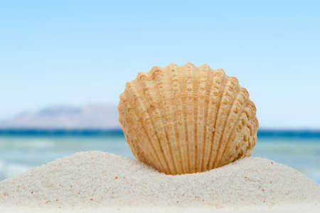 Sea shell in summer on the beachの写真素材